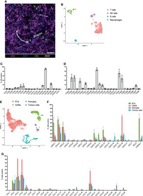 Characterising Distinct Migratory Profiles of Infiltrating T-Cell Subsets in Human Glioblastoma